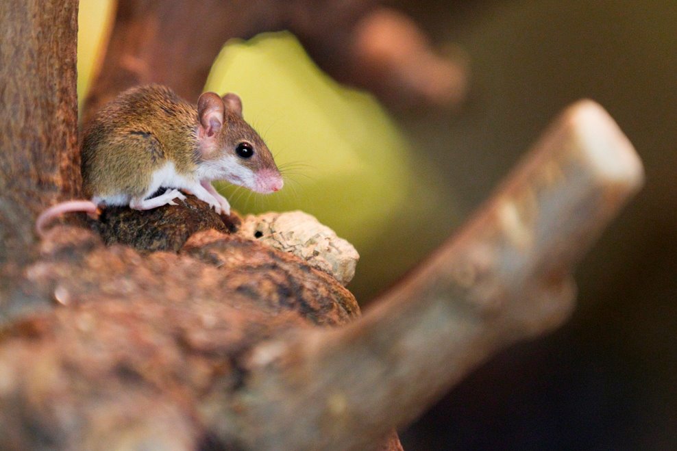 Foto (c) Tomáš Adamec, Zoo Praha